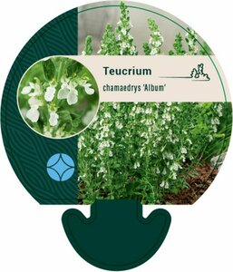 Teucrium chamaedrys 'Album' P9