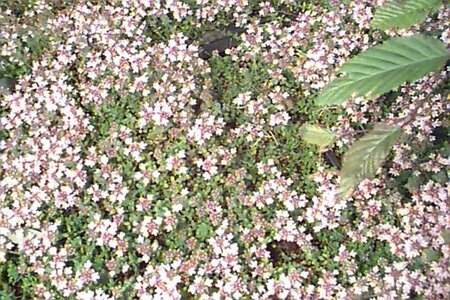 Thymus praecox 'Pink Chintz' P9 - afbeelding 1