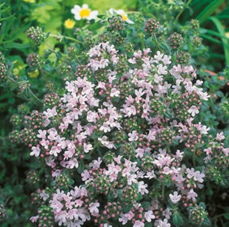 Thymus praecox 'Pink Chintz' P9 - afbeelding 2