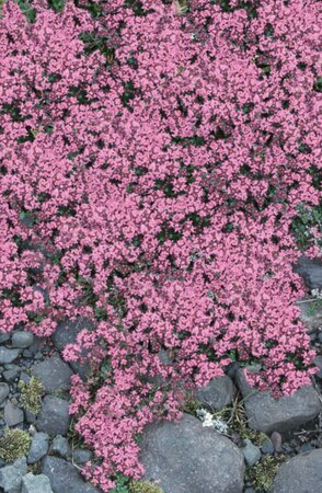 Thymus praecox 'Pink Chintz' P9 - afbeelding 3