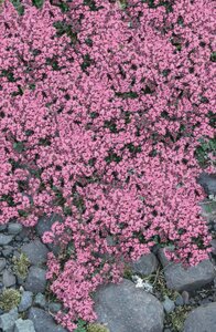 Thymus praecox 'Pink Chintz' P9 - afbeelding 3