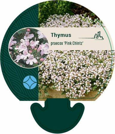 Thymus praecox 'Pink Chintz' P9 - afbeelding 4