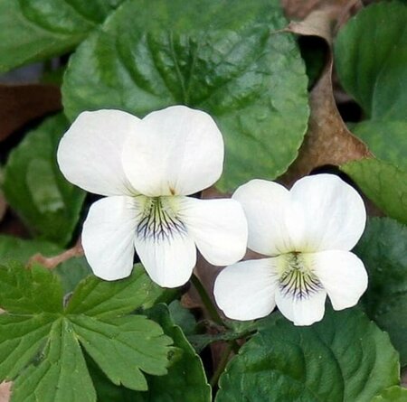 Viola sororia 'Albiflora' P9 - afbeelding 2