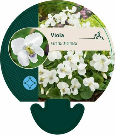 Viola sororia 'Albiflora' P9 - afbeelding 3