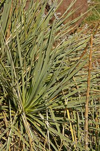 Yucca glauca P9 - afbeelding 3