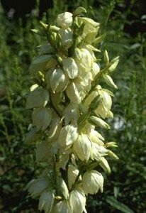 Yucca glauca P9 - afbeelding 1