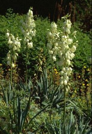 Yucca glauca P9 - afbeelding 2