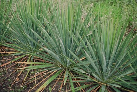 Yucca glauca P9 - afbeelding 4