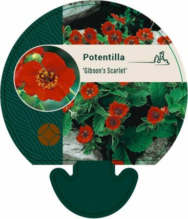 Potentilla 'Gibson's Scarlet' P9 - afbeelding 5