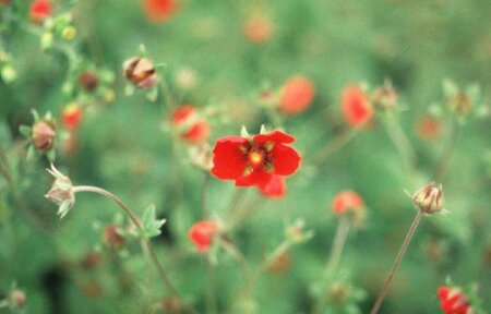 Potentilla 'Gibson's Scarlet' P9 - afbeelding 1