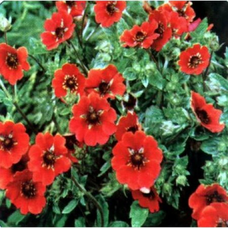 Potentilla 'Gibson's Scarlet' P9 - afbeelding 2