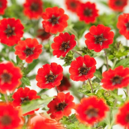 Potentilla 'Gibson's Scarlet' P9 - afbeelding 3