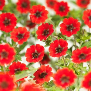 Potentilla 'Gibson's Scarlet' P9 - afbeelding 3