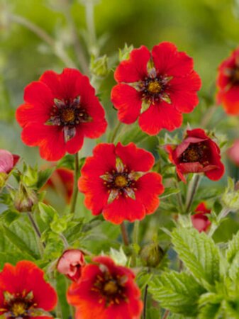 Potentilla 'Gibson's Scarlet' P9 - afbeelding 4