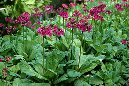 Primula bulleesiana P9