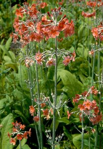 Primula bulleyana P9 - afbeelding 2