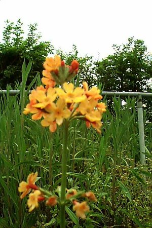 Primula bulleyana P9 - afbeelding 1