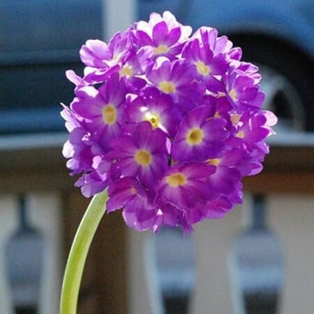 Primula denticulata P9