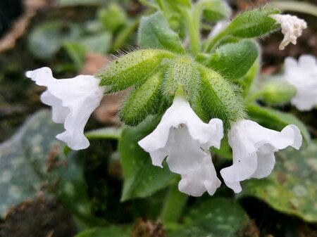 Pulmonaria 'Ice Ballet' P9 - afbeelding 2