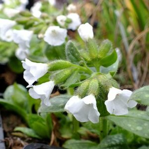 Pulmonaria 'Ice Ballet' P9 - afbeelding 1