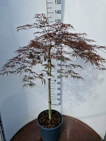 Acer pal. 'Dissectum Nigrum' ST. 100 C. 