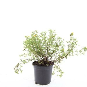 Potentilla fruticosa 'Tangerine' C1.5 - afbeelding 2