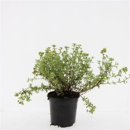 Potentilla fruticosa 'Tangerine' C1.5 - afbeelding 4