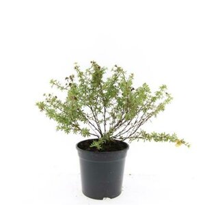 Potentilla fruticosa 'Tangerine' C1.5 - afbeelding 5