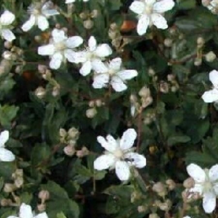 Potentilla tridentata 'Nuuk' C1.5 - afbeelding 7