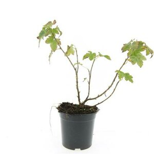 Ribes glandulosum C1.5 - afbeelding 2