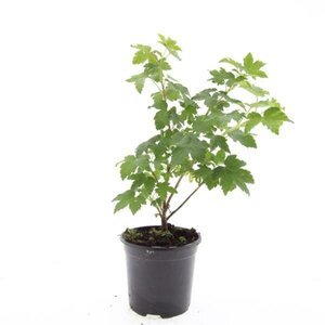 Ribes glandulosum C1.5 - afbeelding 5