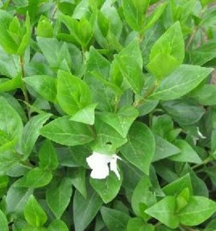 Vinca major 'Alba' P9