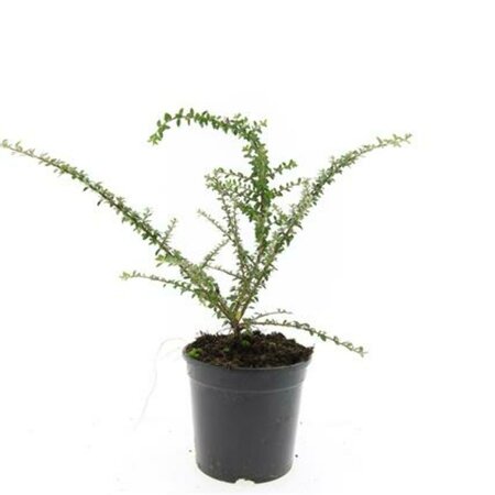 Cotoneaster conspicuus decorus C1.5 - afbeelding 1