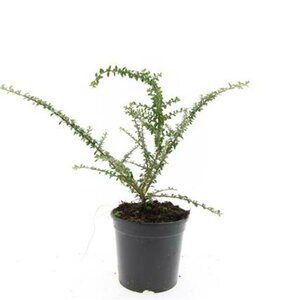 Cotoneaster conspicuus decorus C1.5 - afbeelding 1