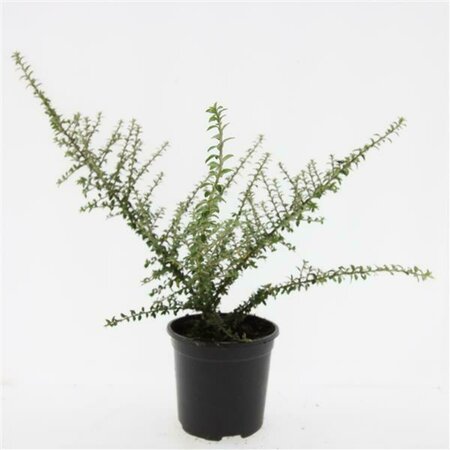 Cotoneaster conspicuus decorus C1.5 - afbeelding 4