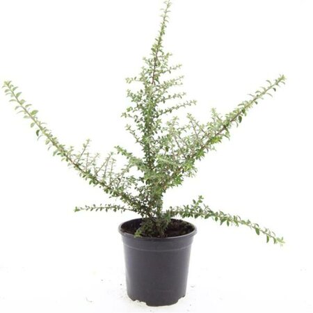 Cotoneaster conspicuus decorus C1.5 - afbeelding 5