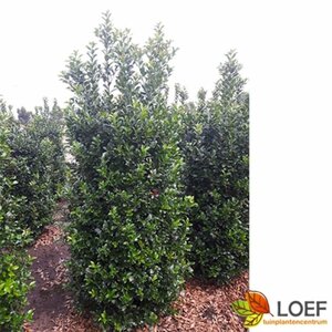 Ilex meserveae 'Blue Maid' 150/175 KL. - afbeelding 1