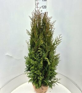 Thuja plicata 'Excelsa' 150/175 KL. - afbeelding 5