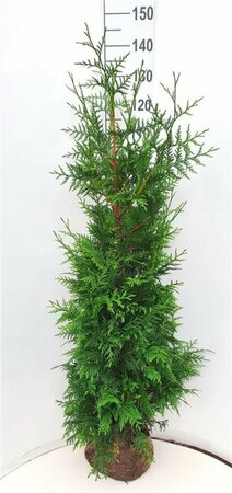 Thuja plicata 'Excelsa' 150/175 KL. - afbeelding 3