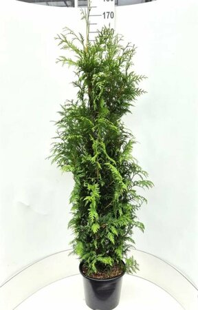 Thuja plicata 'Excelsa' 150/175 KL. - afbeelding 2