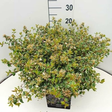 Abelia grandiflora 'Sparkling Silver' 30/40 C.