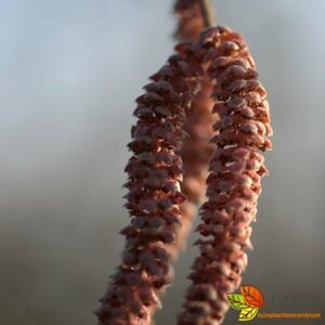 Corylus avellana 'Rode Zellernoot' 125/150 C.