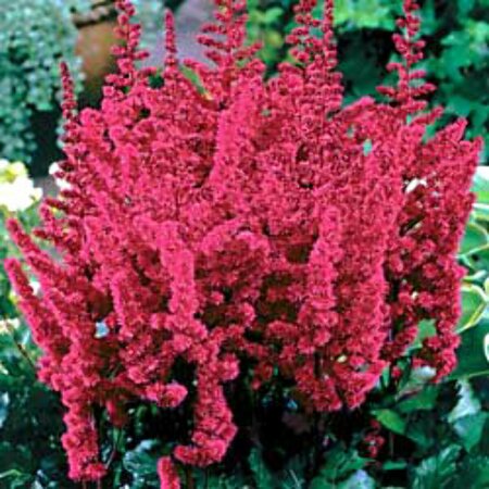 Astilbe chinens. 'Visions in Red' P9 - afbeelding 1