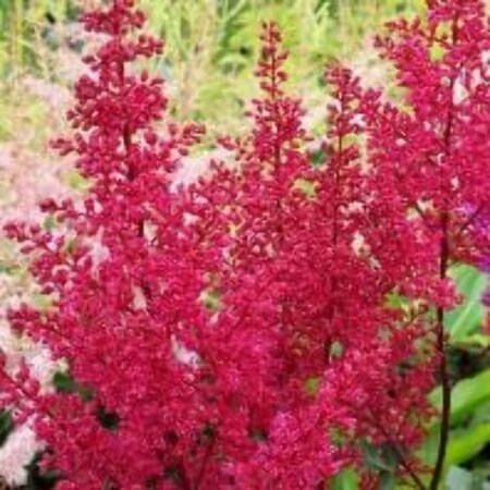 Astilbe chinens. 'Visions in Red' P9 - afbeelding 2