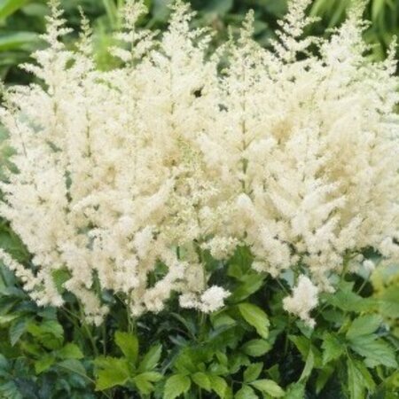 Astilbe (A) 'Diamant' P9 - afbeelding 2