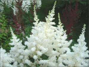 Astilbe (A) 'Diamant' P9 - afbeelding 1