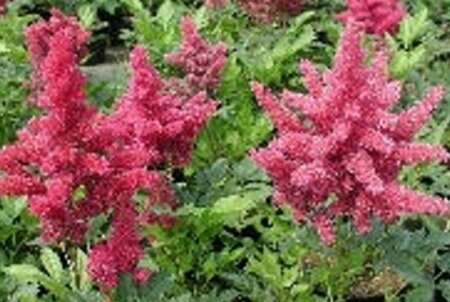 Astilbe (J) 'Koblenz' P9