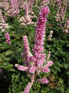 Astilbe chinensis 'Perkeo' P9 - afbeelding 1