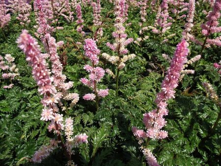 Astilbe chinensis 'Perkeo' P9 - afbeelding 2