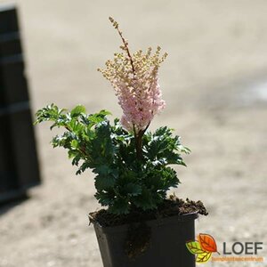 Astilbe chinensis 'Perkeo' P9 - afbeelding 3